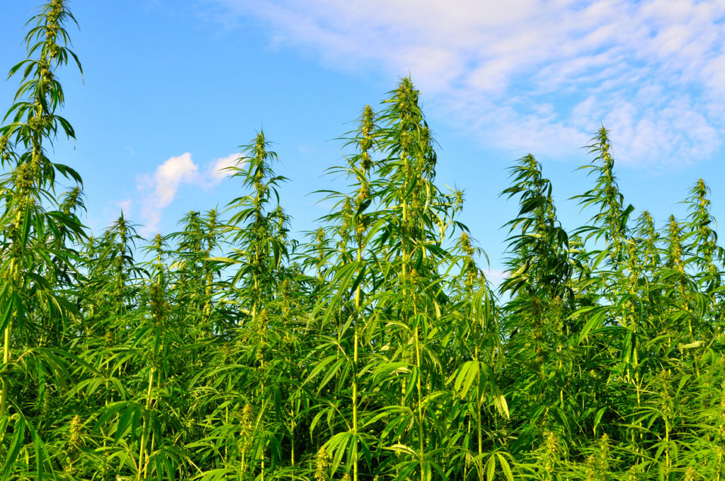 A field of hemp or cannabis, grown increasingly as a mainstream crop in the UK and used for a variety of uses. Hemp has been used for industrial purposes including paper, textiles, biodegradable plastics, construction, health food, fuel, and medical purposes.